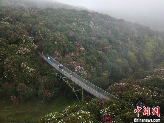 图为游客在百里杜鹃景区游览。 瞿宏伦 摄 图为游客在百里杜鹃景区游览。 瞿宏伦 摄