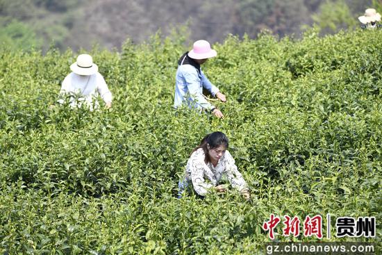 参赛茶农在进行采茶比赛 参赛茶农在进行采茶比赛