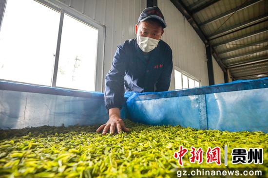 3月27日,七星奢府茶叶有限公司员工正在加工茶叶 陈曦摄 3月27日,七星奢府茶叶有限公司员工正在加工茶叶 陈曦摄