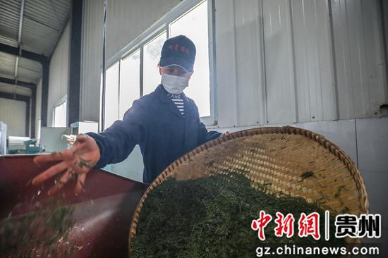 3月27日,七星奢府茶叶有限公司员工正在加工茶叶 陈曦摄 3月27日,七星奢府茶叶有限公司员工正在加工茶叶 陈曦摄