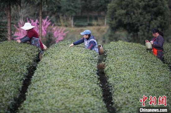 茶农在贵州凤冈“茶海之心”景区采茶。 瞿宏伦 摄 茶农在贵州凤冈“茶海之心”景区采茶。 瞿宏伦 摄