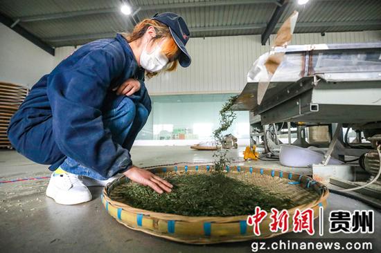 3月27日,七星奢府茶叶有限公司员工正在加工茶叶 陈曦摄 3月27日,七星奢府茶叶有限公司员工正在加工茶叶 陈曦摄