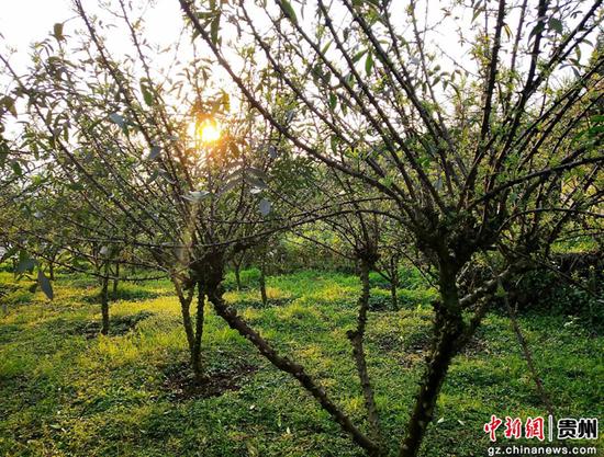 花椒地里,绿意盎然 花椒地里,绿意盎然