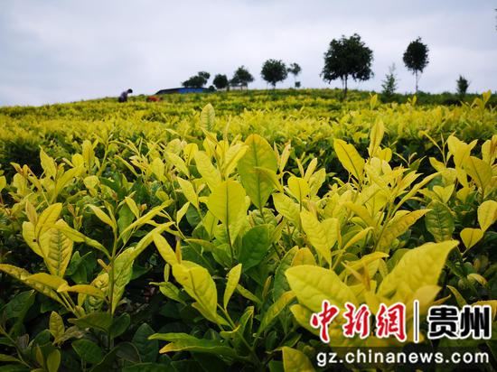 和平村黃金茶 和平村黃金茶