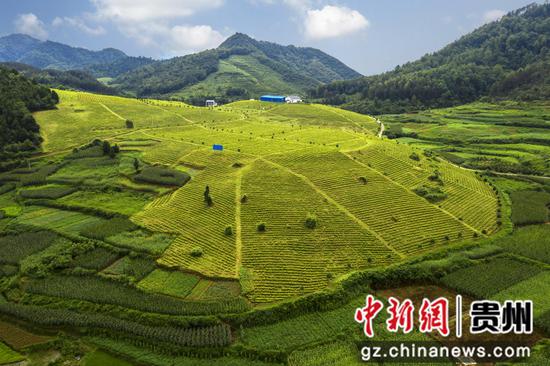 和平村黃金茶 和平村黃金茶