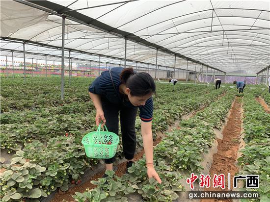 横县缤纷四季农庄草莓采摘体验园  邓思恩 摄