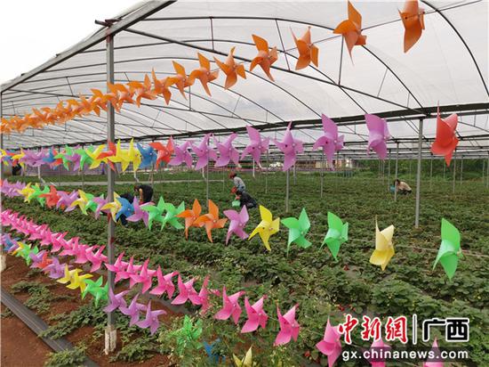 横县缤纷四季农庄草莓采摘体验园 邓思恩 摄 横县缤纷四季农庄草莓采摘体验园 邓思恩 摄
