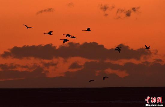 傍晚时分，巴音布鲁克草原成群天鹅在夕阳余晖下飞过。 确·胡热 摄