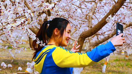 游客在巴音郭楞蒙古自治州轮台县野云沟乡杏园内观赏杏花盛开的美景。李建坡 摄