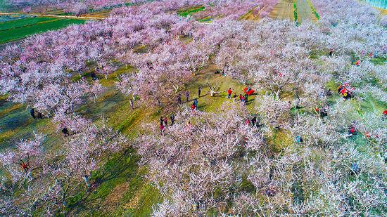 游客在巴音郭楞蒙古自治州轮台县野云沟乡杏园内观赏杏花盛开的美景。吐尔逊·吾斯曼 摄
