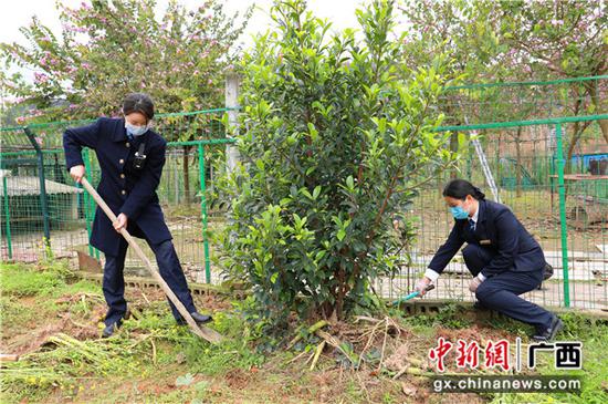 三江南站職工在清理小菜園的雜草枯枝。李潔 攝 三江南站職工在清理小菜園的雜草枯枝。李潔 攝