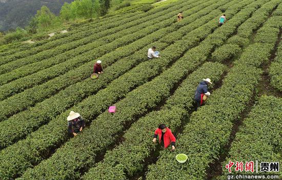 2020年4月3日，在贵州省毕节市黔西县中坪镇飞蛾社区黄泥屯茶山，村民在采明前茶（无人机照片）。