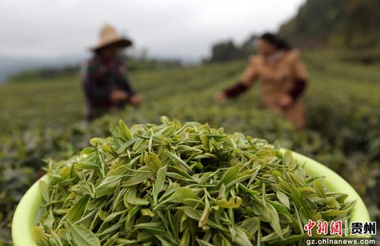 2020年4月3日，在贵州省毕节市黔西县中坪镇飞蛾社区黄泥屯茶山，村民在采明前茶。