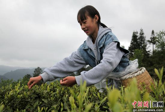 2020年4月3日，在贵州省毕节市黔西县中坪镇飞蛾社区黄泥屯茶山，村民在采明前茶。