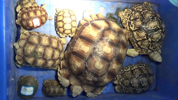 14名"龟友"收售31只稀有乌龟被捕:出门遛龟想想就有趣
