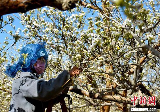 新疆巴州62万亩库尔勒香梨进入授粉季。　陈剑飞　摄