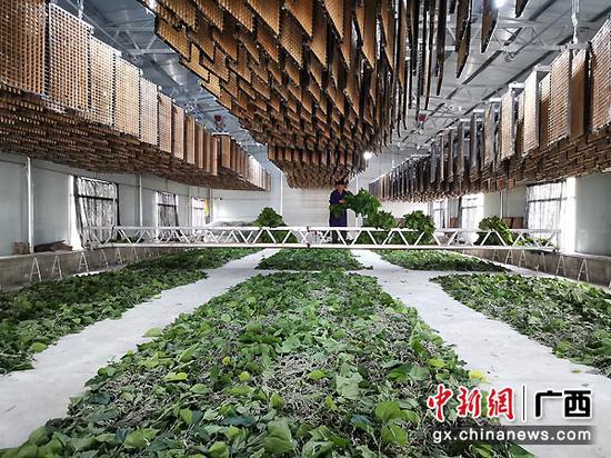 圖為云表鎮(zhèn)廣平村委會(huì)龍村省力化養(yǎng)蠶大棚。鄧思恩 攝