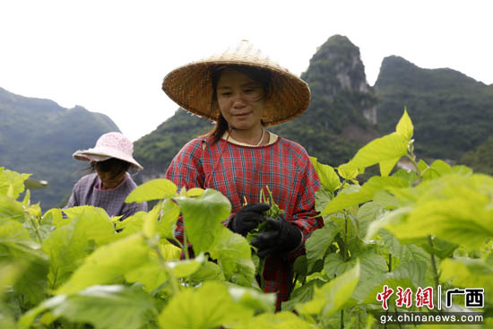 4月11日,在广西河池市罗城县四把镇石门村,农民专业合作社蚕农在采摘