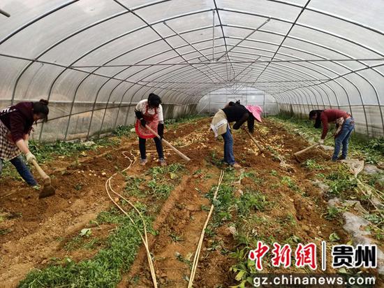 大方县大山乡村民在采收早熟马铃薯 周高定 摄 大方县大山乡村民在采收早熟马铃薯 周高定 摄