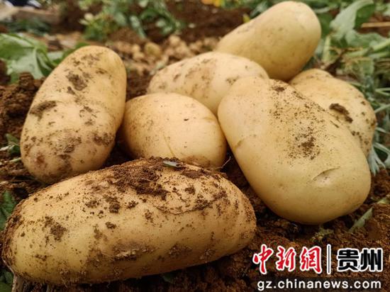 大方县大山乡早熟马铃薯 周高定 摄 大方县大山乡早熟马铃薯 周高定 摄