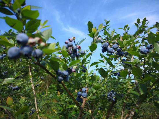 蓝莓（资料图）范宇斌 摄