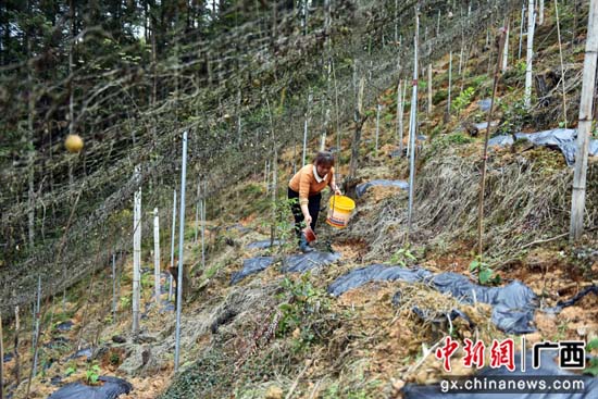 龙胜贫困单亲母亲用勤劳的双手撑起家里的一片天