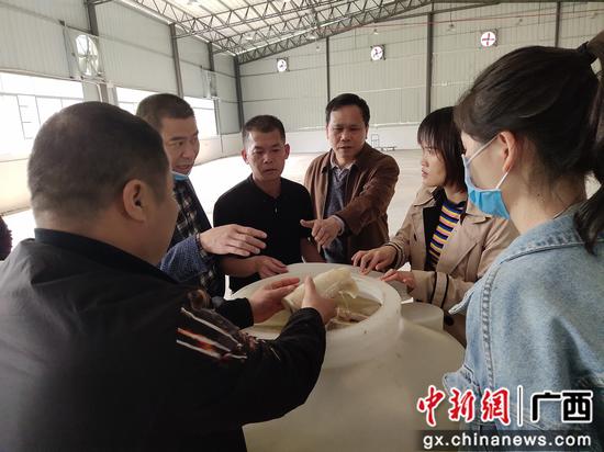 查看酸笋品质。 查看酸笋品质。