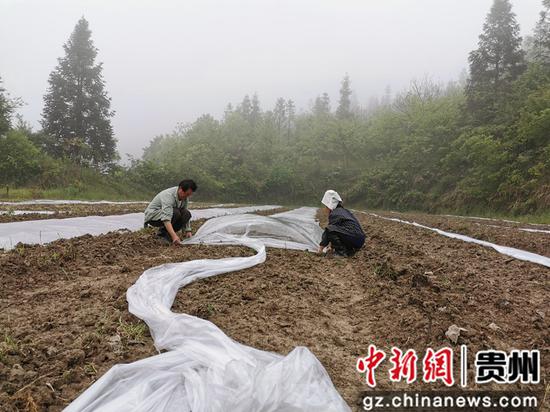猫坡村贫困户刘德忠夫妇给西瓜种植地盖膜 猫坡村贫困户刘德忠夫妇给西瓜种植地盖膜