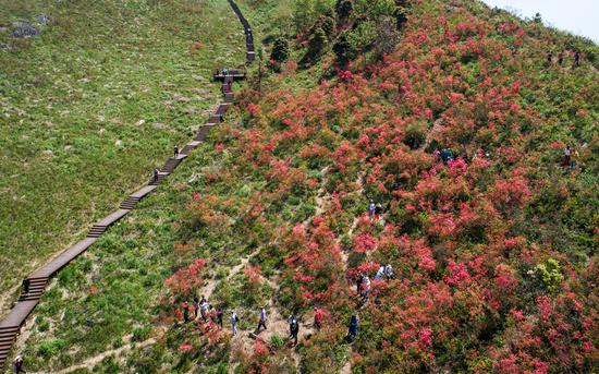 浙江黄岩太湖山顶杜鹃盛放漫山遍野一片红