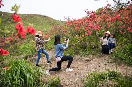 范宇斌)连日来,浙江省台州市黄岩区沙埠镇太湖山顶,漫山遍野的杜鹃花