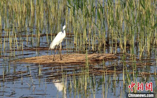 在新疆博斯腾湖湿地，候鸟在筑巢。　确·胡热 摄