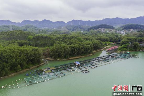 融水縣鯉魚洲水產品養殖專業合作社網箱養殖基地全景。韋仕宏 攝 融水縣鯉魚洲水產品養殖專業合作社網箱養殖基地全景。韋仕宏 攝