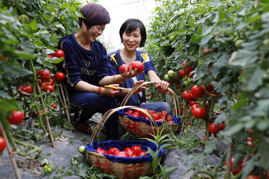 张亚芬(右)带领朋友,邻居去农场基地义务采摘水果. 鄞州宣传部供图