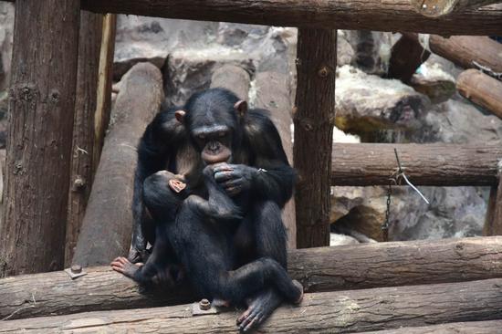 黑猩猩美美与宝宝美兰 杭州动物园供图