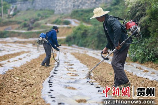 七星关区生机镇生机社区的村民在打孔,为移栽辣椒苗作准备 陈曦摄 七星关区生机镇生机社区的村民在打孔,为移栽辣椒苗作准备 陈曦摄