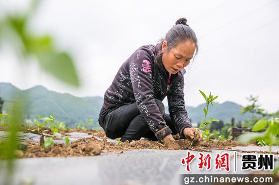 5月12日,在贵州省毕节市大方县慕俄格古城街道凉井村,村民正在种植辣椒苗。 罗大富 摄 5月12日,在贵州省毕节市大方县慕俄格古城街道凉井村,村民正在种植辣椒苗。 罗大富 摄