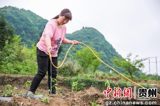 5月12日,在贵州省毕节市大方县慕俄格古城街道凉井村,村民正在为辣椒苗浇水。 罗大富 摄 5月12日,在贵州省毕节市大方县慕俄格古城街道凉井村,村民正在为辣椒苗浇水。 罗大富 摄