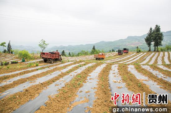 5月12日,在贵州省毕节市大方县慕俄格古城街道凉井村,送水车队在机耕道上行进。 罗大富 摄 5月12日,在贵州省毕节市大方县慕俄格古城街道凉井村,送水车队在机耕道上行进。 罗大富 摄