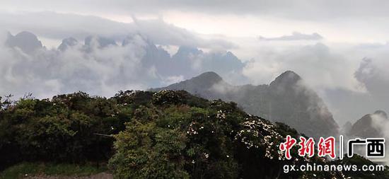 5月16日,大雨过后的圣堂山杜鹃花。戴生玉 摄 5月16日,大雨过后的圣堂山杜鹃花。戴生玉 摄