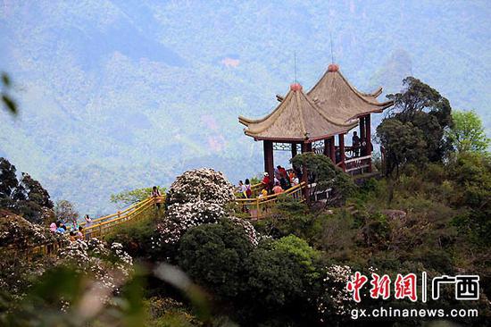 资料图:圣堂山景区春赏万亩杜鹃。钟家明 摄 资料图:圣堂山景区春赏万亩杜鹃。钟家明 摄