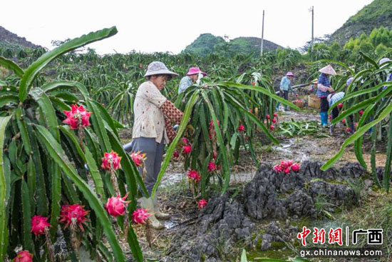 韦大营人口_搬迁户韦大营向平果县县长孙环志介绍生活的改变