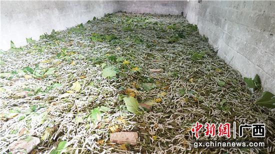 李德听家的蚕房。 颜秋莹 摄 李德听家的蚕房。 颜秋莹 摄