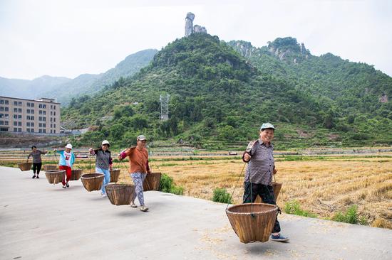 几名村民正挑着扁担去接麦. 王敏智 摄