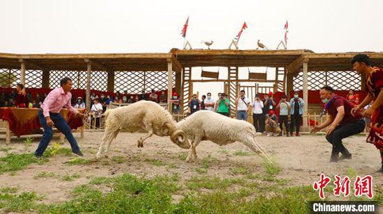 斗鸡斗羊民俗表演助兴新疆阿克苏“多浪·龟兹”文化旅游节