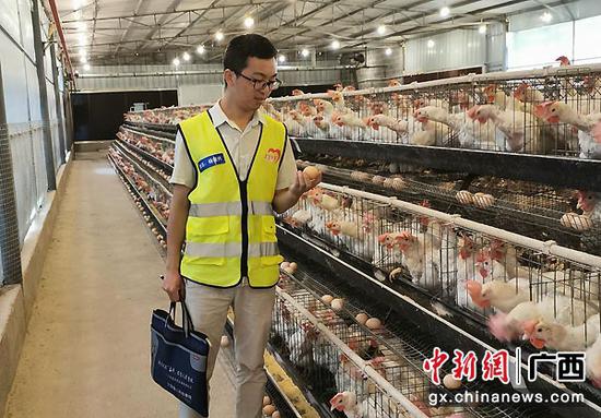 图为杨俊兴查看勇灵蛋鸡场情况。李干金摄 图为杨俊兴查看勇灵蛋鸡场情况。李干金摄