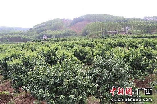 小林村将土地出租给承包商种植砂糖橘。张桂芬 摄 小林村将土地出租给承包商种植砂糖橘。张桂芬 摄