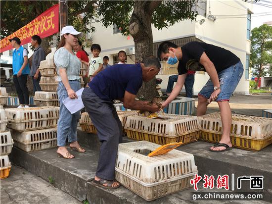 石塘镇贫困户免费领取鸡苗。 叶鹏 摄 石塘镇贫困户免费领取鸡苗。 叶鹏 摄