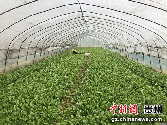 官坝社区蔬菜基地里蔬菜长势良好 唐娟 摄 官坝社区蔬菜基地里蔬菜长势良好 唐娟 摄