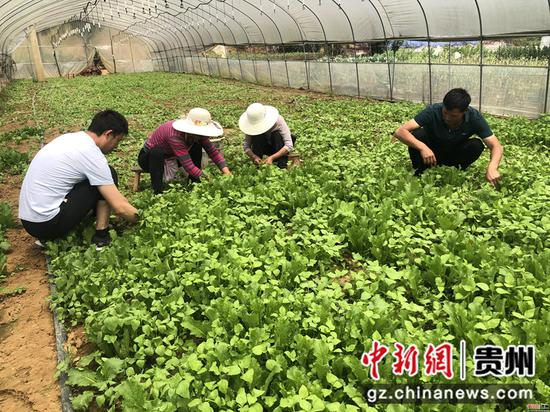 务工群众忙着采摘蔬菜 唐娟 摄 务工群众忙着采摘蔬菜 唐娟 摄