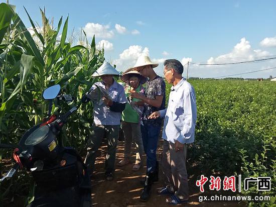 图为横县党员干部深入一线服务茉莉小镇建设。校椅镇供图 图为横县党员干部深入一线服务茉莉小镇建设。校椅镇供图